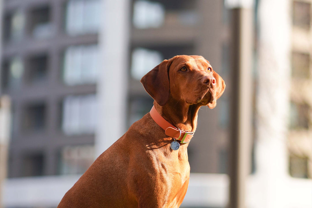 Image of a beautiful Vizsla dog sporting an orange waterproof collar.