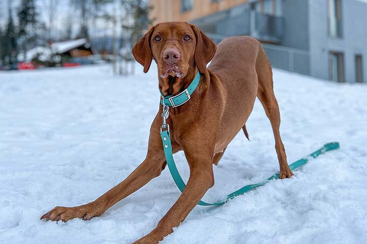 Beautiful Vizsla dog wearing Green waterproof collar and leash with silver hardware.