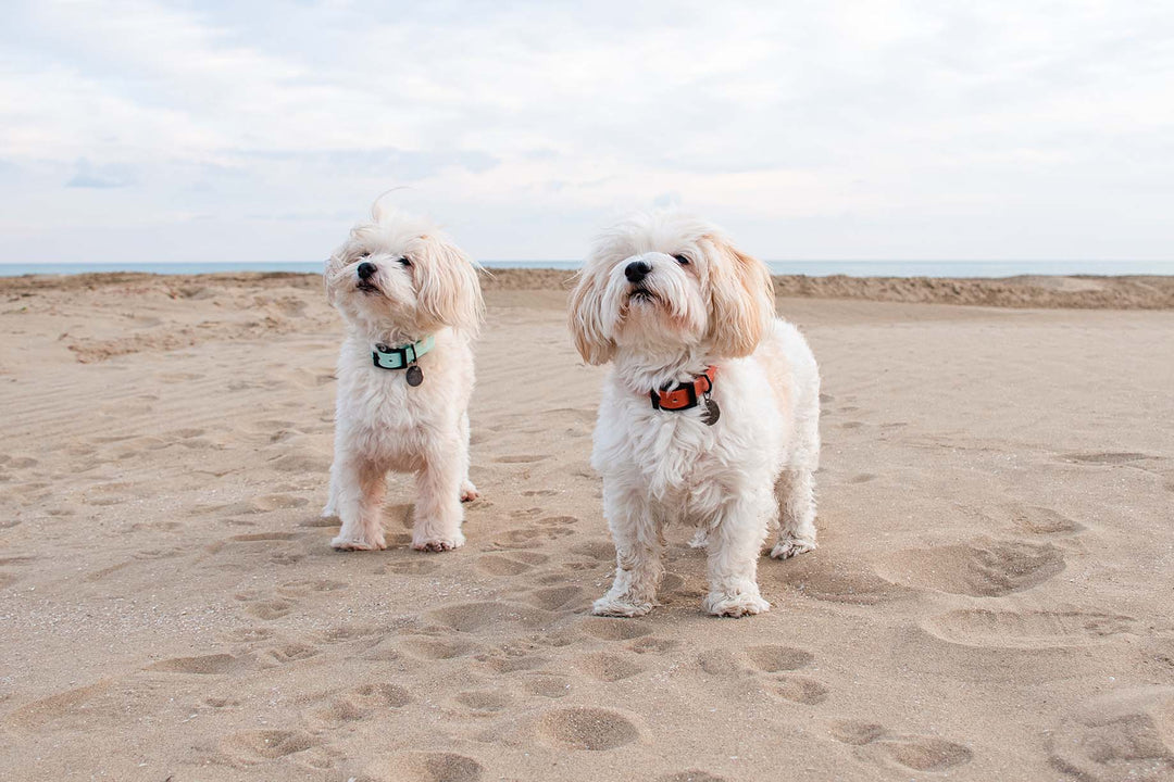 Two Havanese Bichon dogs, one with an apricot-colored waterproof collar and the other with a soft blue waterproof collar.