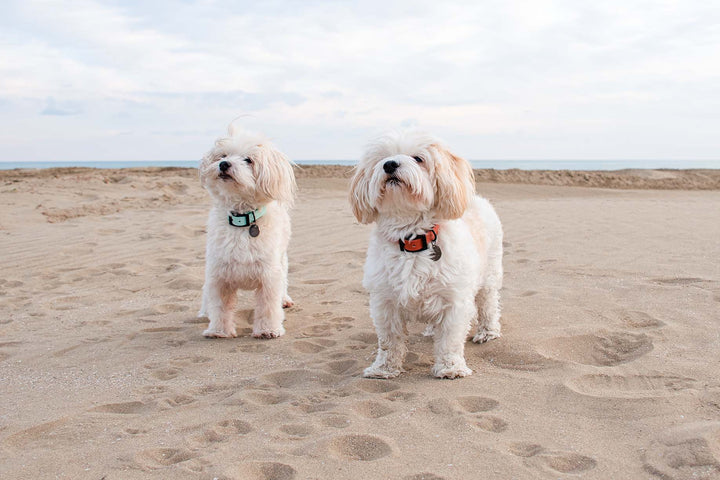 Two Havanese Bichon dogs, one with an apricot-colored waterproof collar and the other with a soft blue waterproof collar.