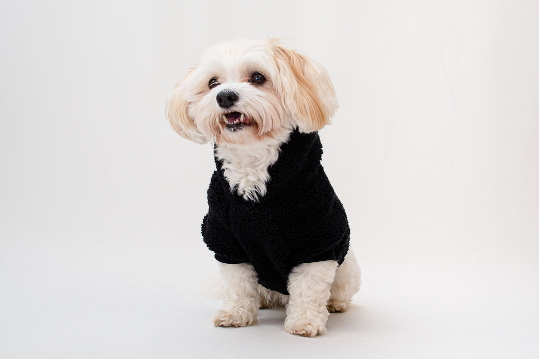 Adorable Bichon Havanese dog wearing a cozy black Teddy Sherpa hoodie.