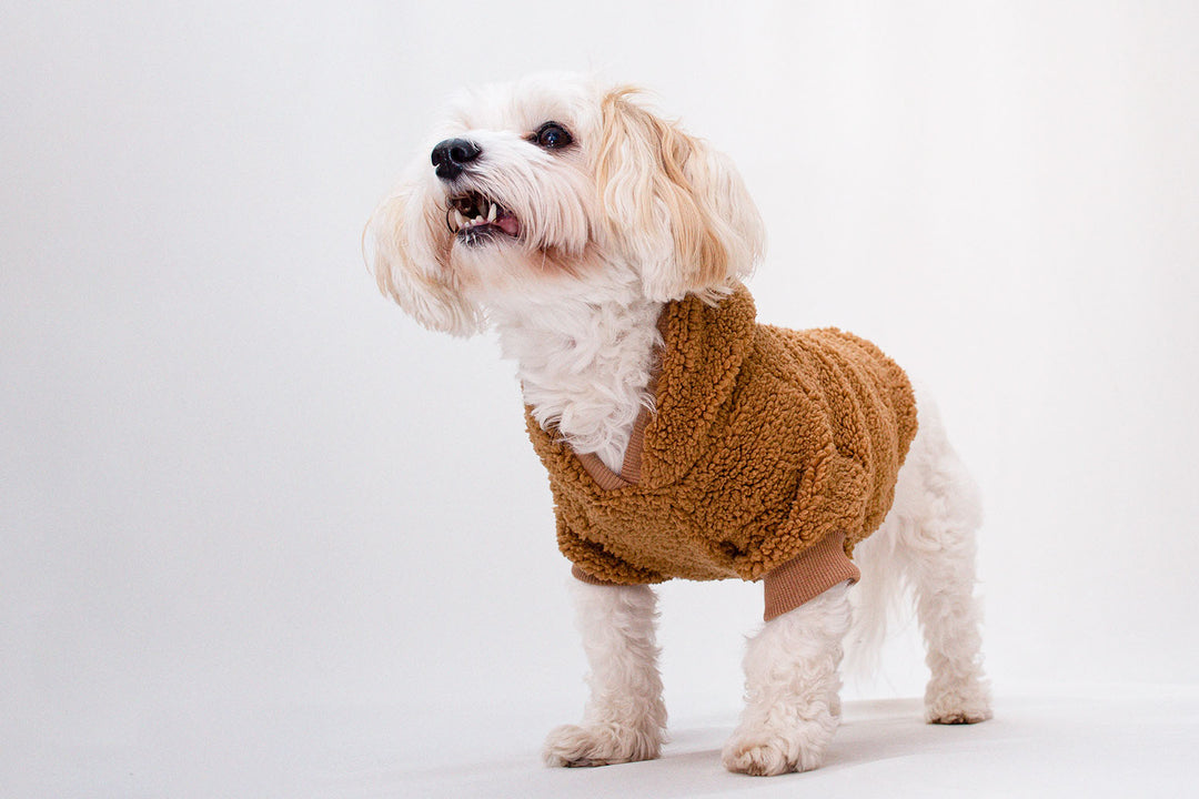 Adorable Bichon Havanese dog wearing a cozy brown Teddy Sherpa hoodie.