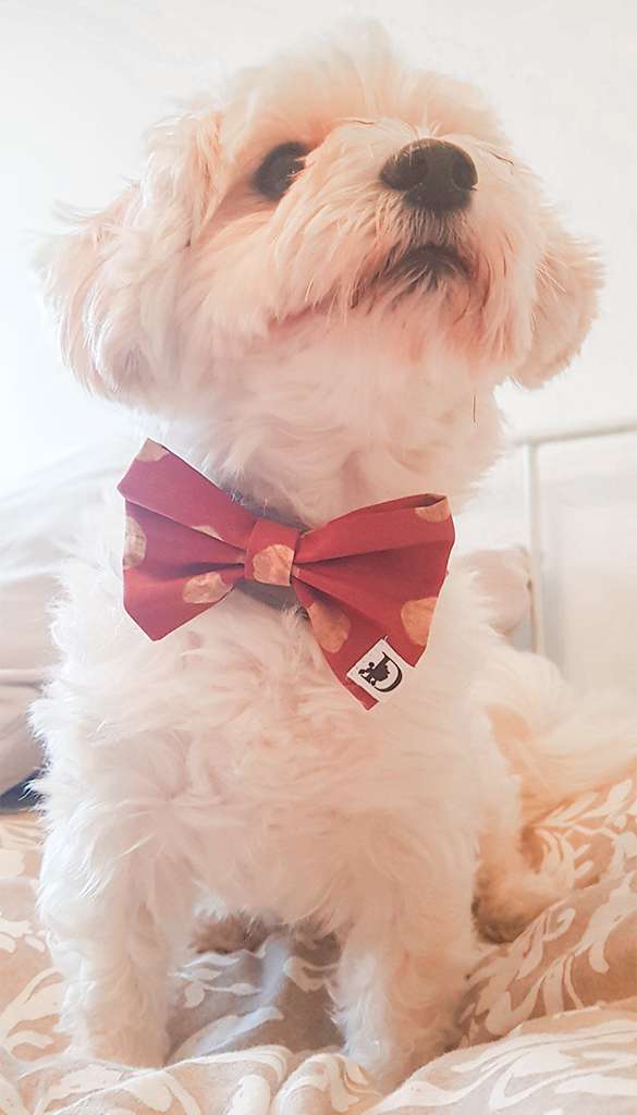 Diog dog bow tie for all occasions