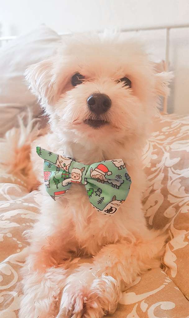 Diog dog bow tie for all occasions