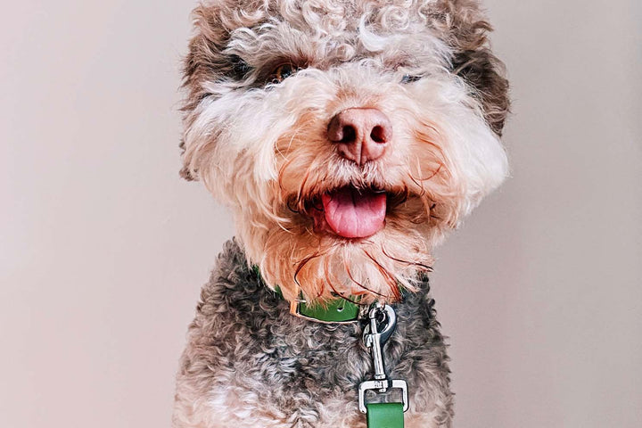 Lagotto Romagnolo dog in olive green waterproof collar and leash.