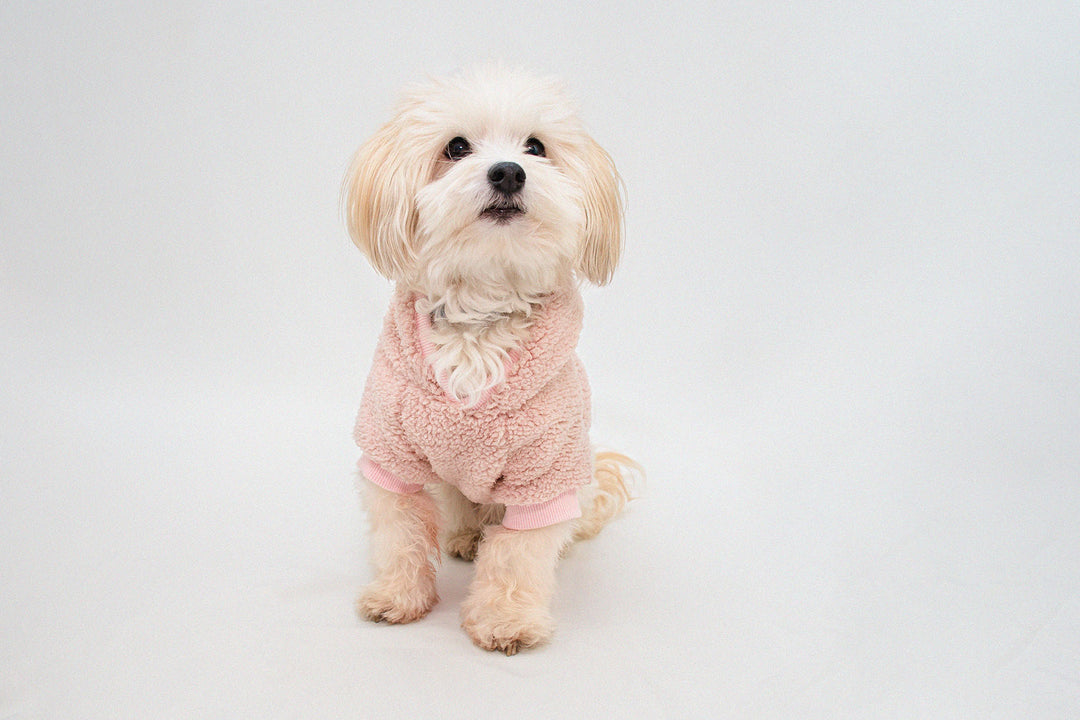 Adorable Bichon Havanese dog wearing a cozy pink Teddy Sherpa hoodie.