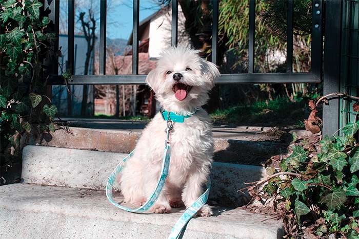 Beautiful Bichon Havanese dog wearing green waterproof collar with silver hardware.