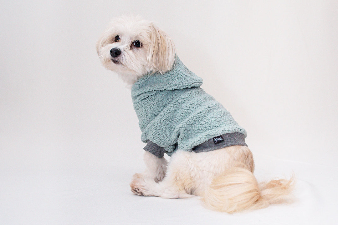 Adorable Bichon Havanese dog wearing a cozy Mint green Teddy Sherpa hoodie.