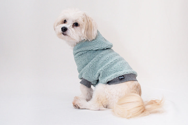 Adorable Bichon Havanese dog wearing a cozy Mint green Teddy Sherpa hoodie.