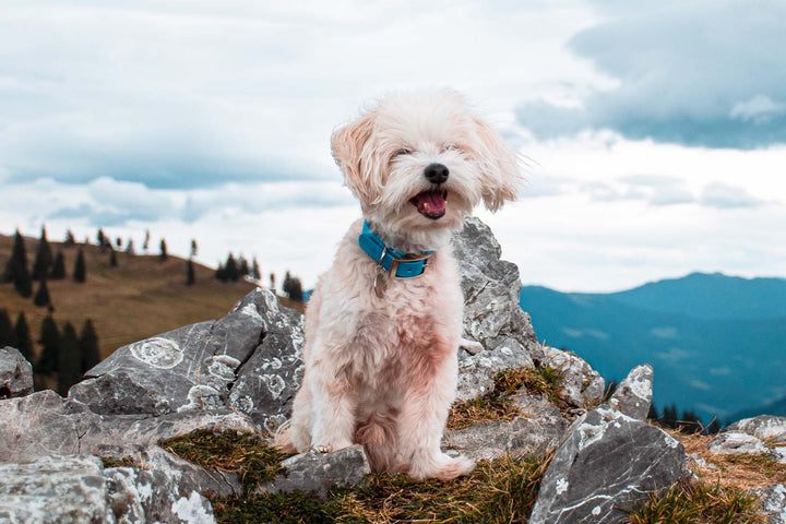 Image of a Bichon Havanese dog wearing a blue waterproof collar with a silver buckle.