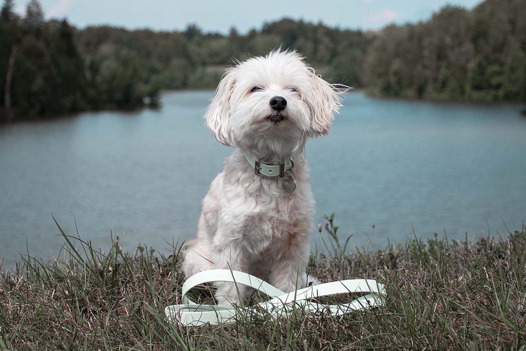 A beautiful Bichon Havanese dog wearing a mint green waterproof collar with silver hardware.