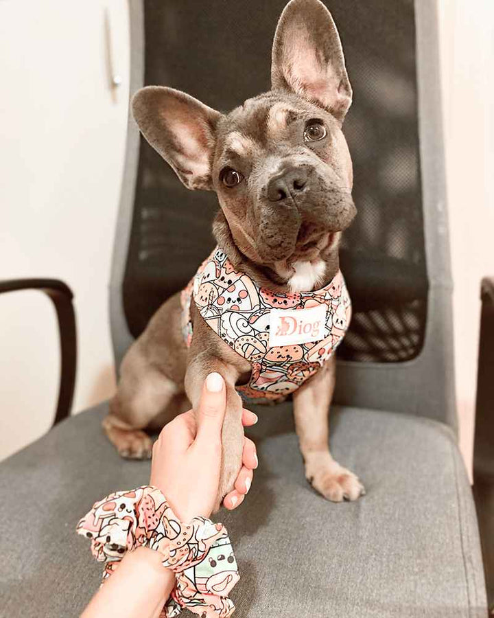 Diog dog chest harness for all occasions