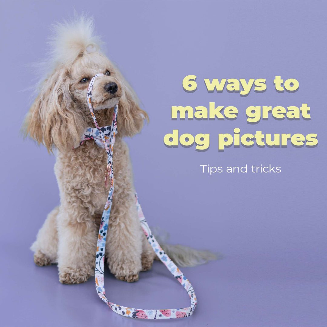 6 ways to make great dog pictures