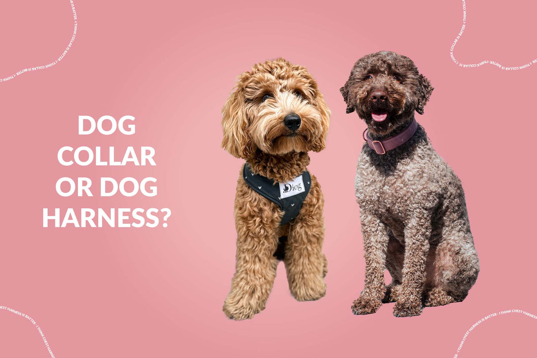 Diog advice: Dog collar or Dog harness?