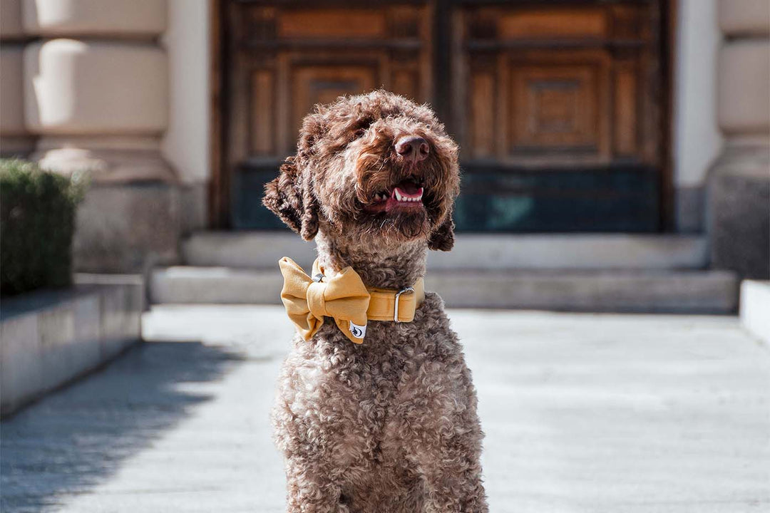 A close-up photograph of a Lagotto romagnolo wearing a yellow velvet collar with sleek silver hardware. The collar beautifully contrasts against the dog's fur, exuding a sense of style and luxury.