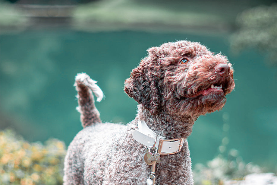 Image of a Lagotto Romagnolo dog, standing next to water and wearing a white collar with a silver buckle.