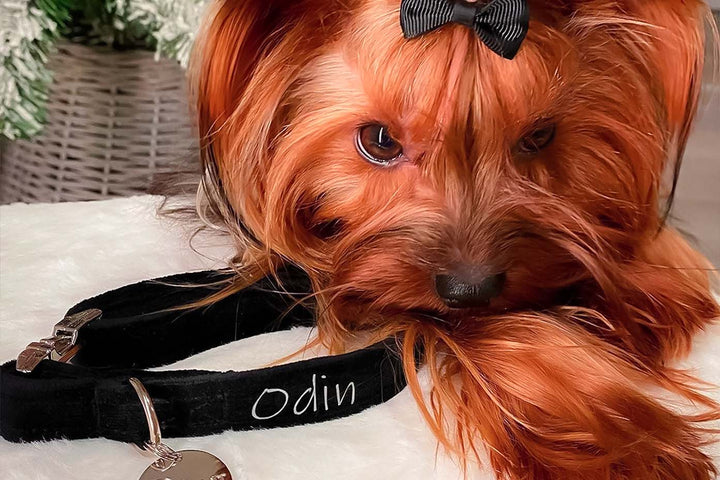 A close-up photograph of a dog wearing a black velvet collar with sleek silver hardware. The collar beautifully contrasts against the dog's fur, exuding a sense of style and luxury.