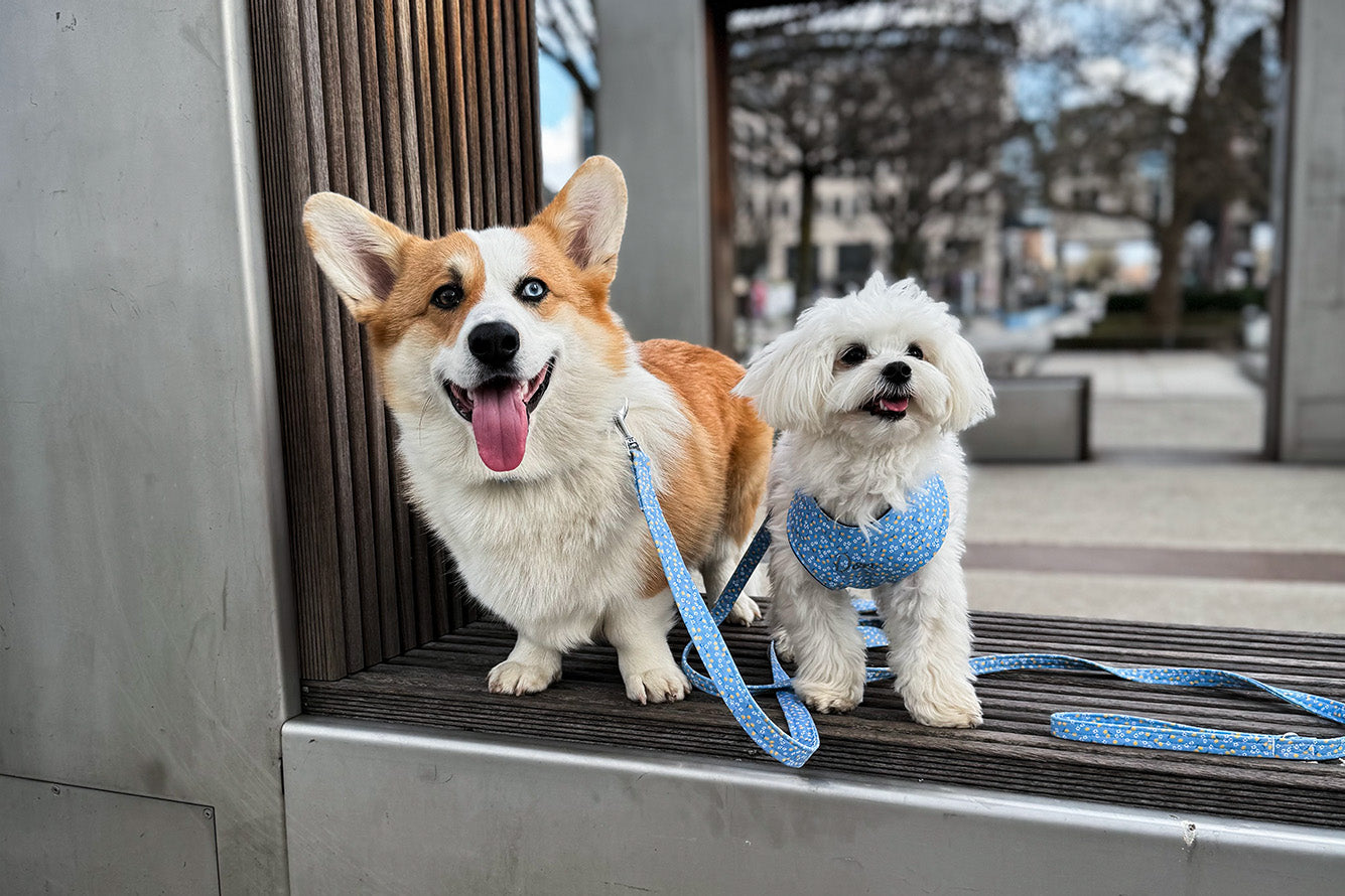 Corgi and Maltese, best friends, sporting matching blue outfits with lemon and white flower patterns (collars, leashes, harnesses).