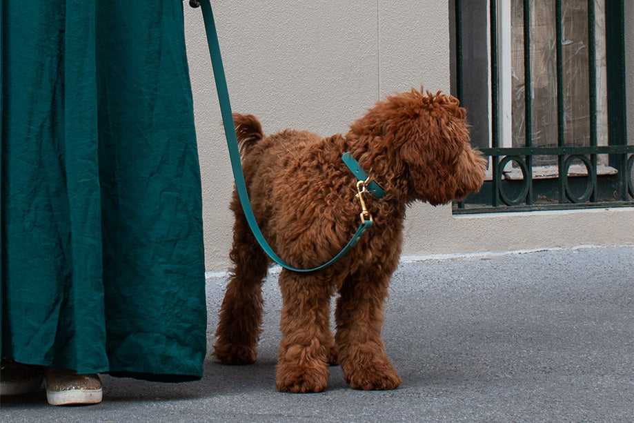 EMERALD WATERPROOF COLLAR