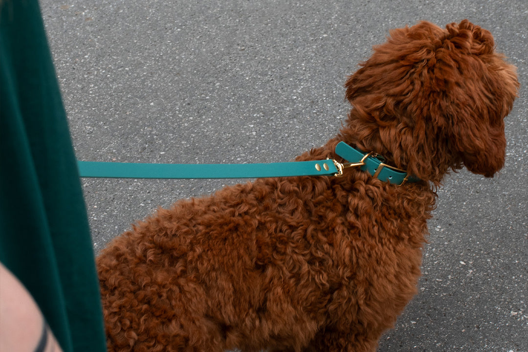 EMERALD WATERPROOF LEASH