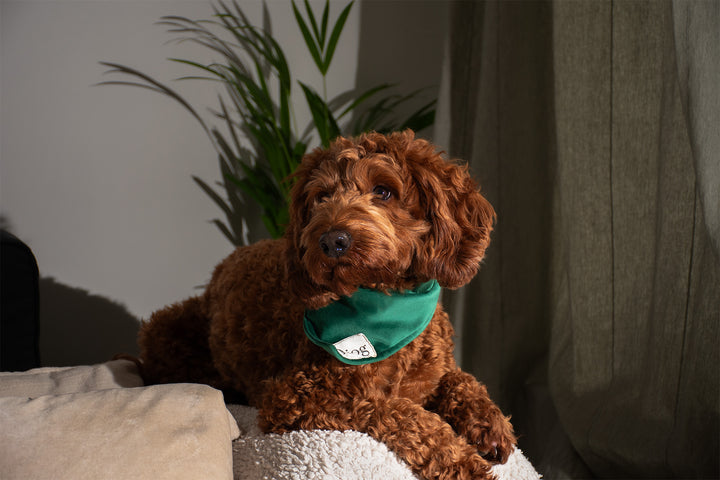 GREEN VELVET BANDANA