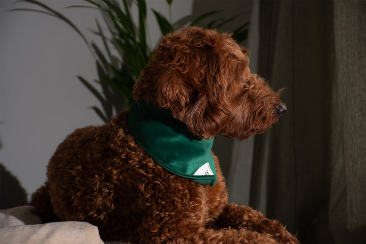 GREEN VELVET BANDANA