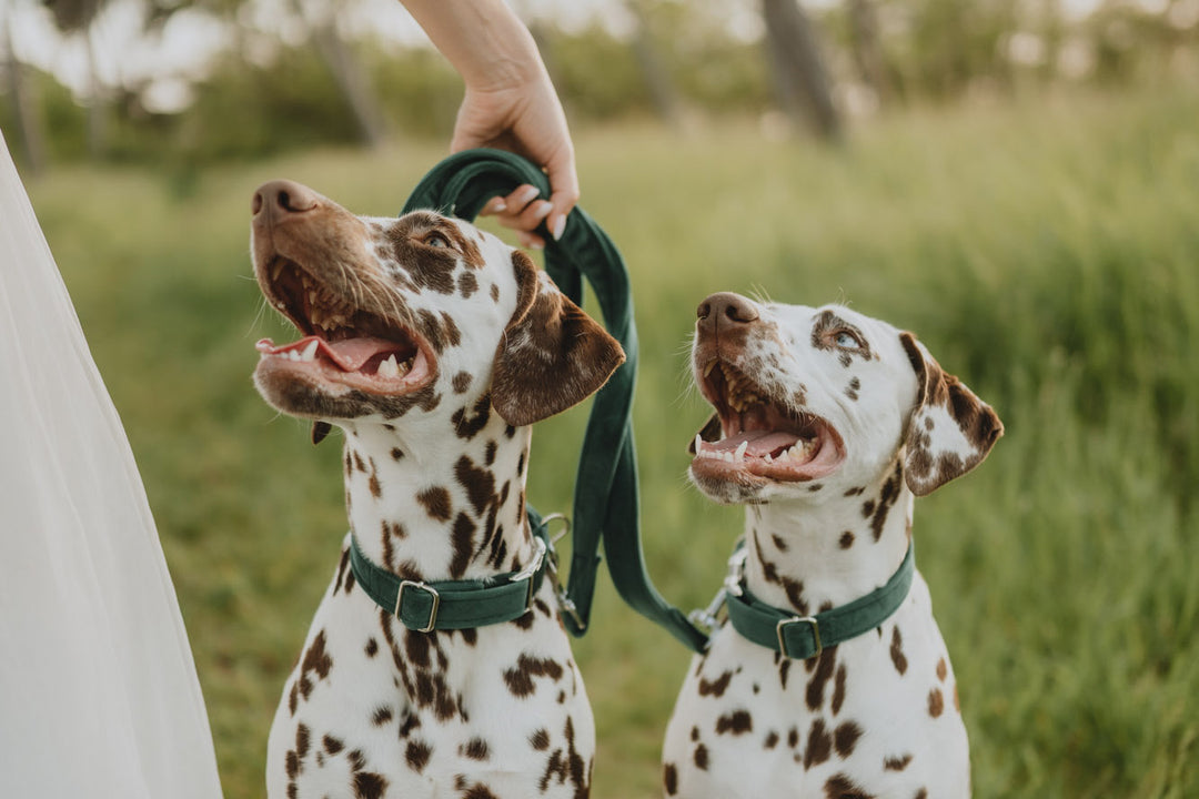 GREEN VELVET LEASH