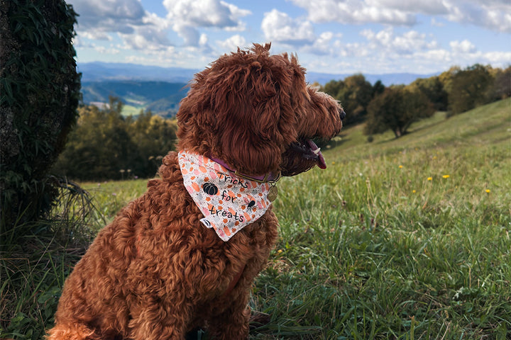 LIL PUMPKIN BANDANA