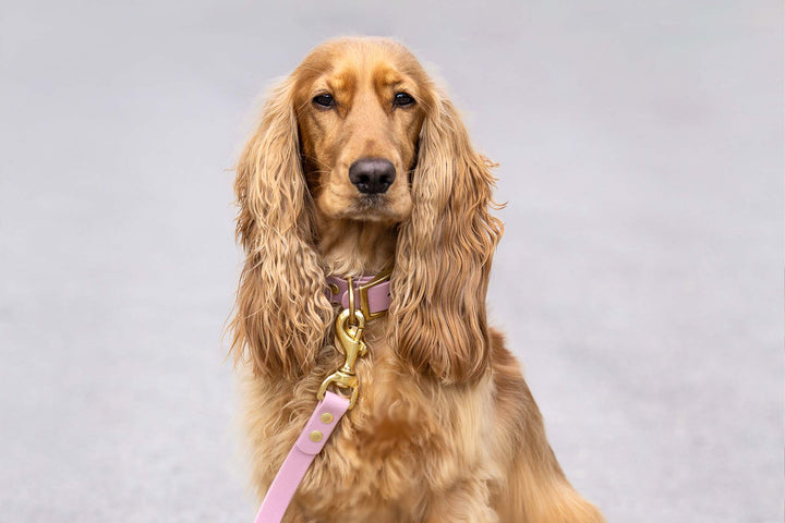 A close-up photo of a Cocker spaniel dog wearing a pink collar and leash with gold buckle and carbine.