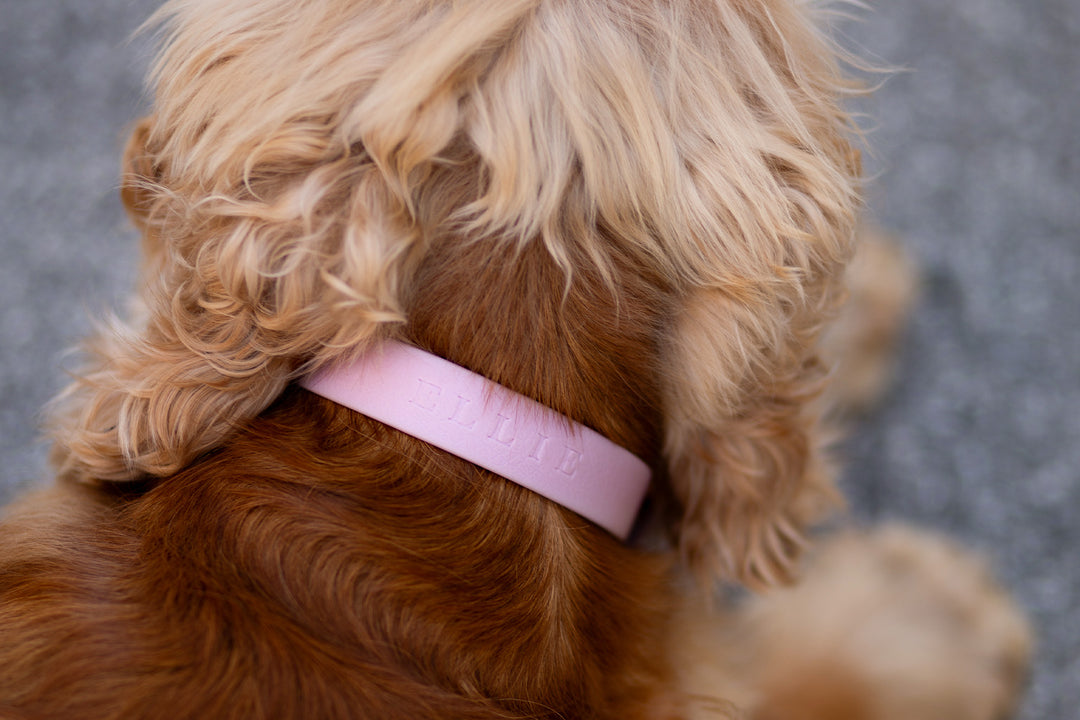 LILAC WATERPROOF COLLAR