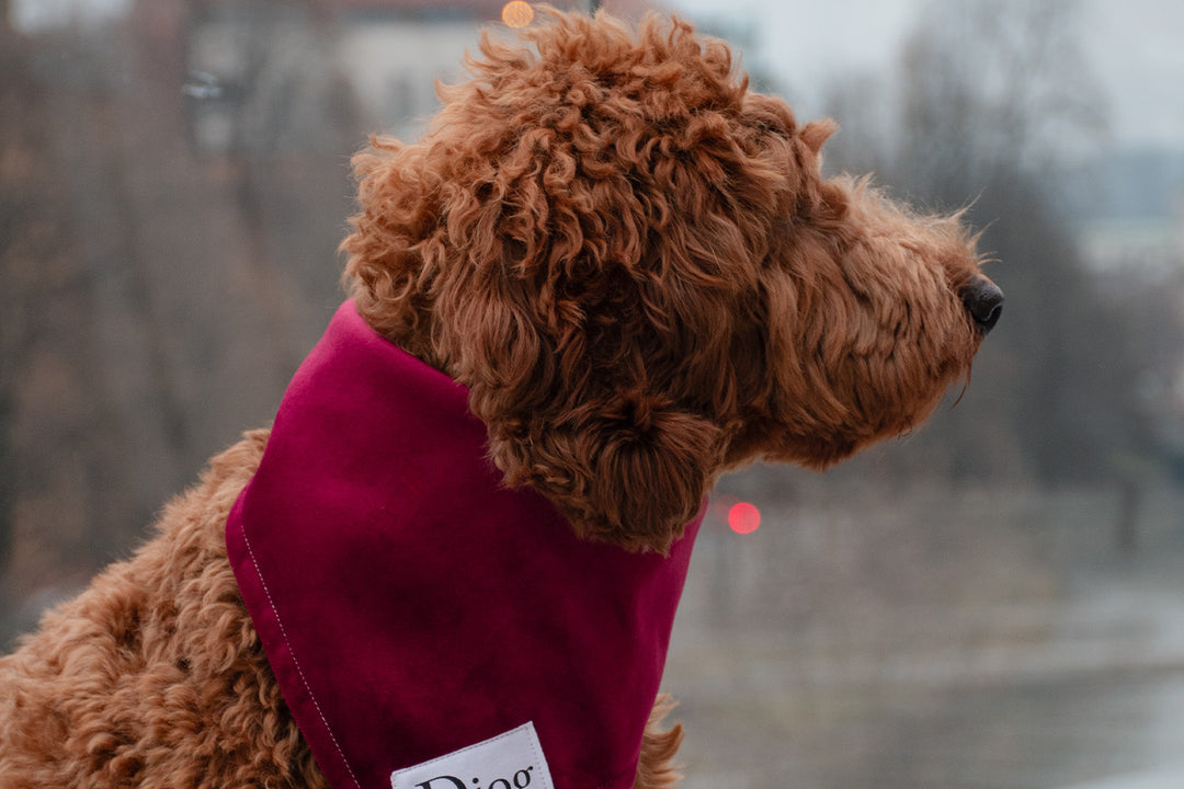 RED VELVET BANDANA