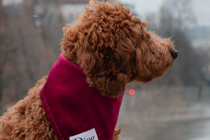 RED VELVET BANDANA