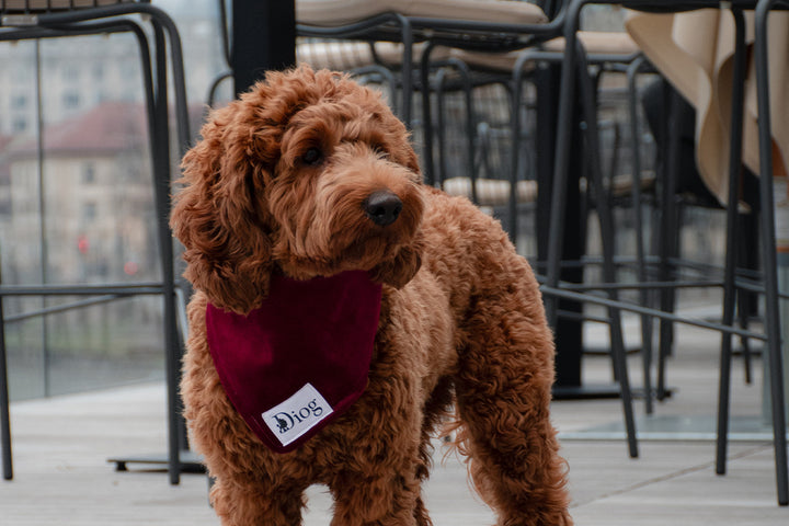 RED VELVET BANDANA