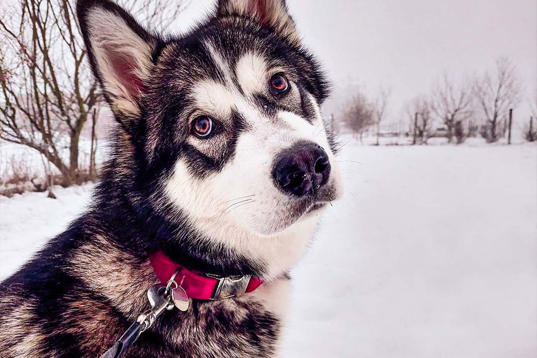 A close-up photograph of a Husky wearing a red velvet collar with sleek silver hardware. The collar beautifully contrasts against the dog's fur, exuding a sense of style and luxury.