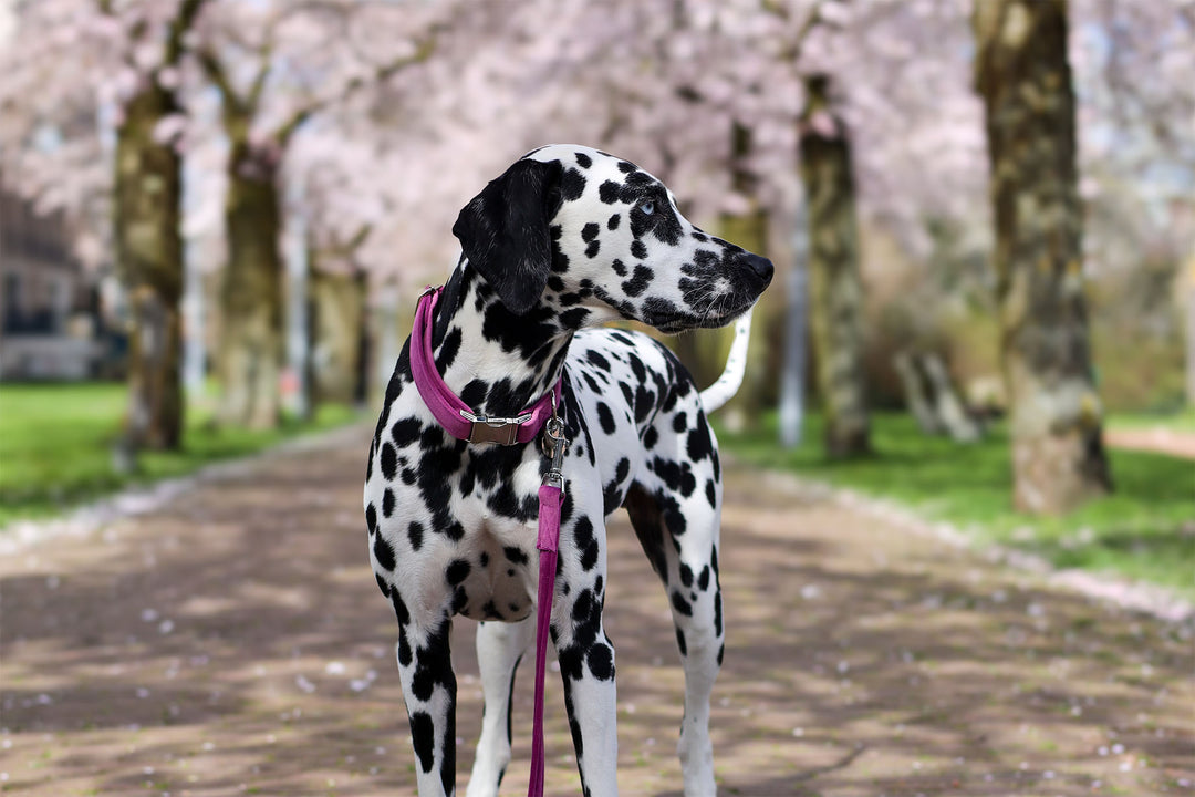 CHERRY BLOSSOM VELVET LEASH