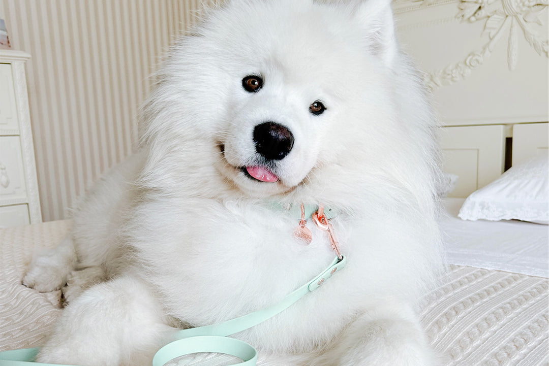 Image of a Samoyed dog, lying on a bed and wearing a light green collar and leash with a rose gold buckle and carabiner.