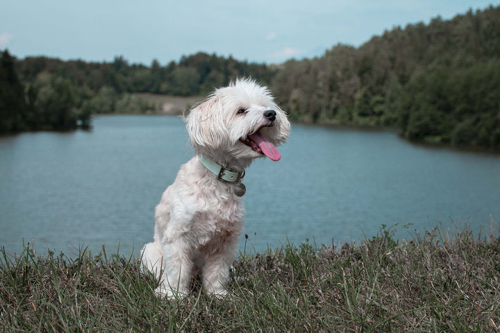 A Bichon Havanaise dog wearing a light green waterproof collar with silver buckle and sits in front of a lake.