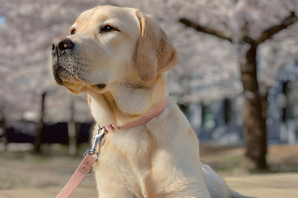 Image of a Labrador Retriever dog, lying on a bench and wearing a light pink collar and leash with a silver buckle and carabiner.