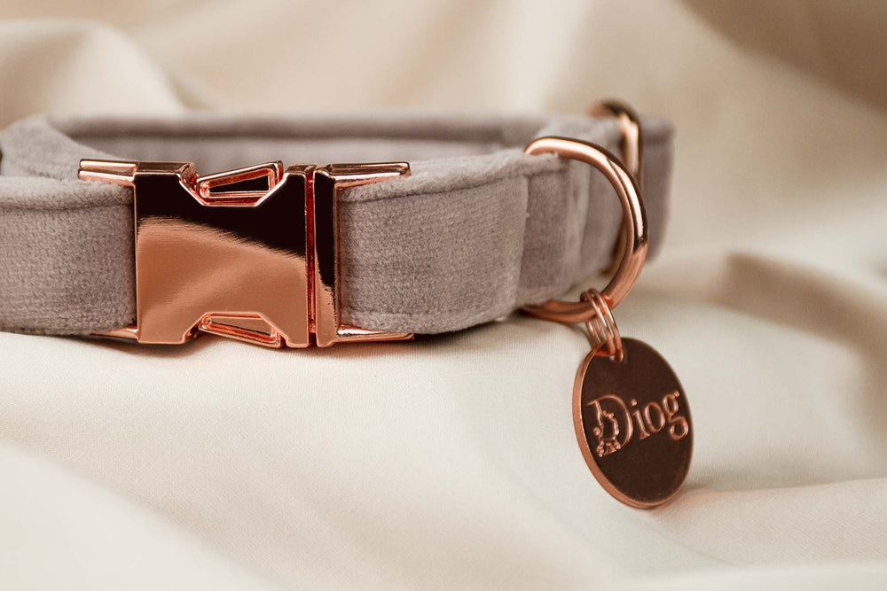 Velvet dark pink collar with sleek silver hardware.