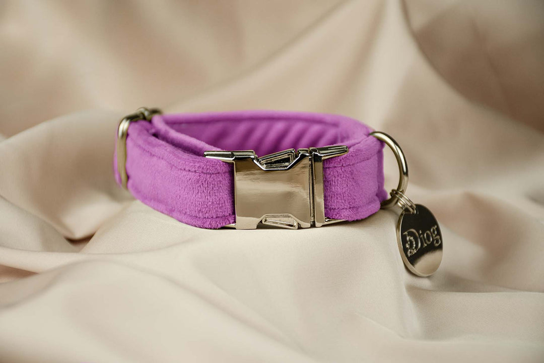 Velvet pink purple collar with sleek silver hardware.