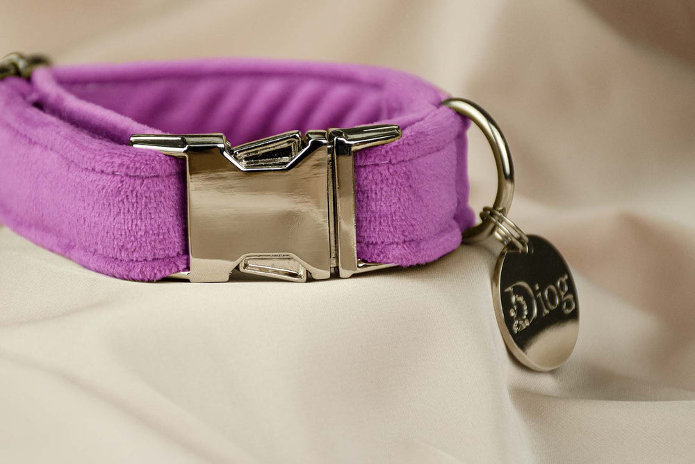 Velvet pink purple collar with sleek silver hardware.