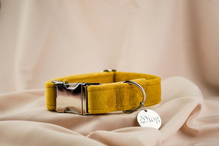 Velvet yellow collar with sleek silver hardware.