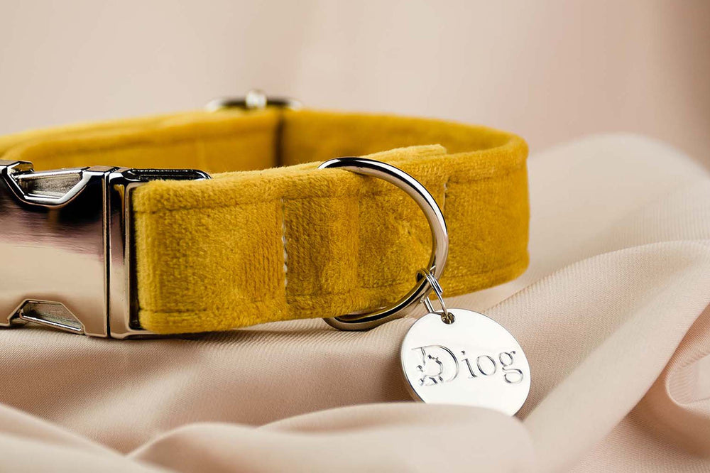 Velvet yellow collar with sleek silver hardware.