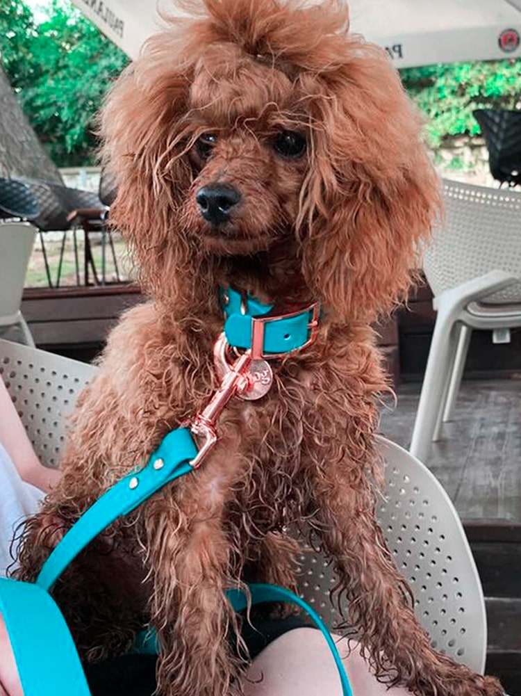 Beautiful Miniature Poodle wearing cyan waterproof collar and leash with rose-gold hardware.