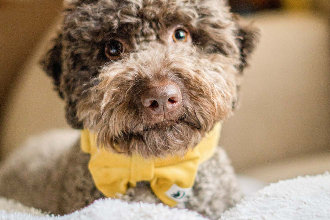 AMBER VELVET BOW TIE