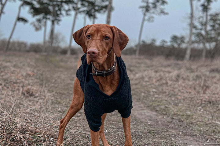 Vizsla dog looking adorable in a Black Teddy Sherpa Hoodie, perfect for warmth and style.