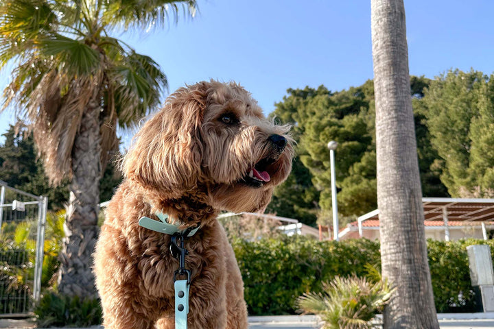 A beautiful Labradoodle dog waering a soft blue waterproof collar and leash.