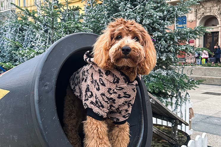 Labradoodle dog looking adorable in a panther pattern Teddy Sherpa Hoodie, perfect for warmth and style.