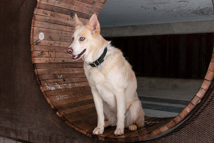 Image of a dog wearing a black waterproof collar and silver buckle.