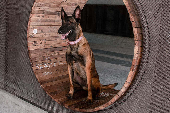 Image of a Malinois dog wearing a pink waterproof collar with rose-gold buckle.